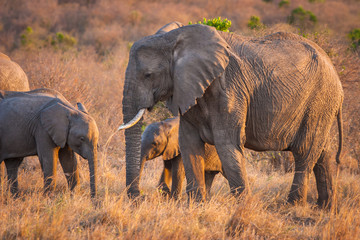 Fototapeta premium A herd of elephants. Kenya. Africa.
