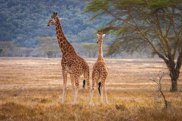 Naklejka na ściany i meble Two giraffes. Kenya. Africa.