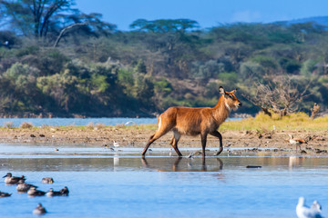 Lake Naivasha. Africa Kenya.