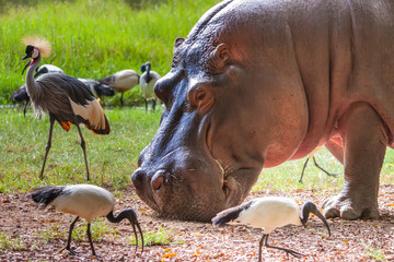 Fototapeta na wymiar Hippopotamus eating. Rubbed hippopotamus. Africa Kenya.