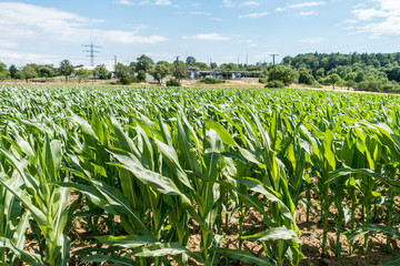 Maisfeld und Umspannwerk