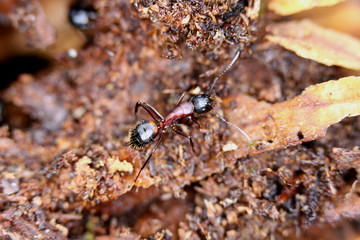 Camponotus