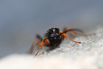 ichneumon / Schlupfwespe