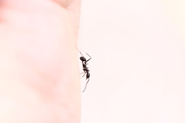 ant on hand / Ameise auf Hand