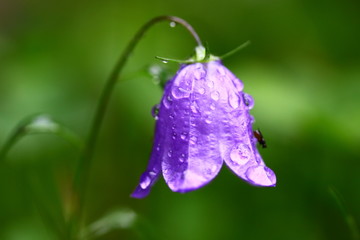 bluebell / Glockenblume