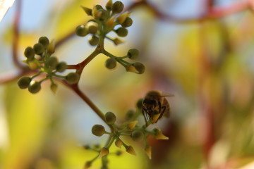 bee wild wine / Biene - Wilderwein