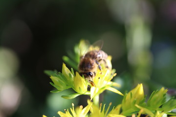 bee drinks / Biene trinkt