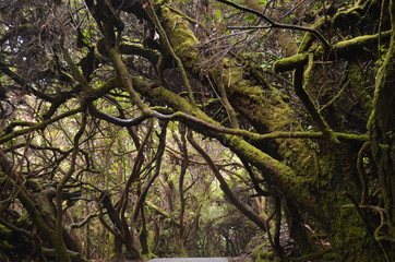 Rainforest Costa Rica