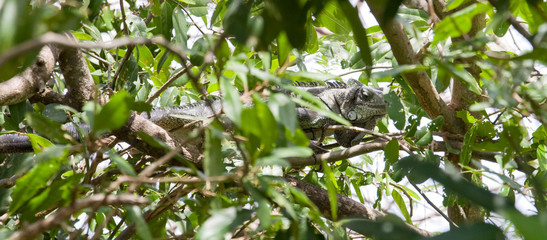 Iguane