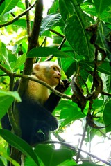 White Faced Capuchin monkey in Manuel Antonio National Park, Costa Rica