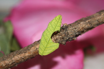 leafcutterant carry leaf /  Blattschneiderameise trägt Blatt