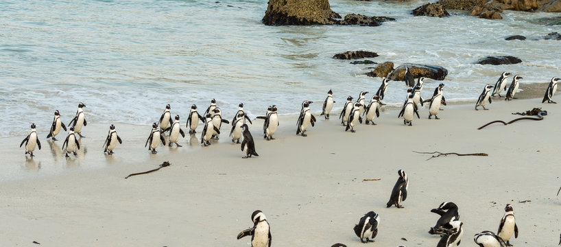 African Penguins (lat. Spheniscus Demersus) at Boulders Beach in Simonstown, South Africa