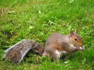 Naklejka na ściany i meble Nature grey squirrel Coombe Country Park England