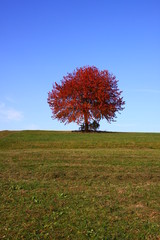 Rotgef&auml;rbter Baum
