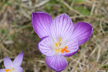 Crocus inside / Krokus innen