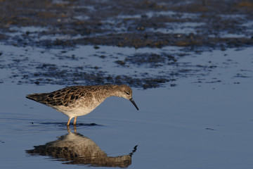 Kampfläufer Weibchen (Philomachus pugnax) - Ruff