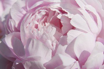 Obrazy na Plexi  Zamknij się z piękną różową piwonią.