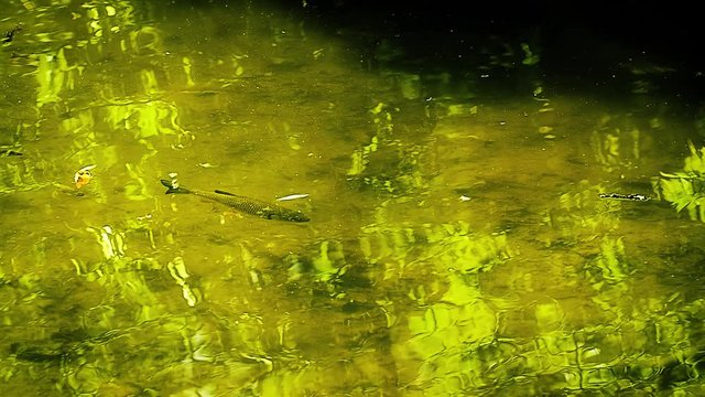 Fish in the lake