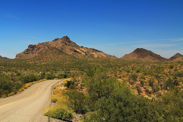 Blue sky copy space and winding road near Pinkley Peak in Organ Pipe Cactus National Monument in Ajo, Arizona, USA including a large assortment of desert plants, which is a short drive west of Tucson.