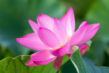 lotus flower