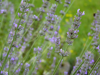 Purple Lavender in Garden