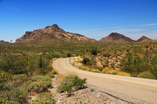 Blue sky copy space and winding road near Pinkley Peak in Organ Pipe Cactus National Monument in Ajo, Arizona, USA including a large assortment of desert plants, which is a short drive west of Tucson.