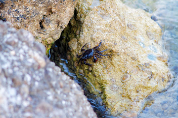 Black crab climbing on a rock near water. Greece, Corfu island