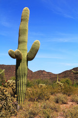 Large Saguaro cactus with arms and blue sky copy space near Tillotson Peak in Organ Pipe Cactus...