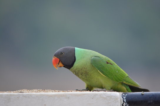 Parriot