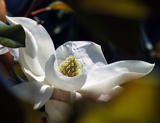 magnolia flower against a dark blurred background close up