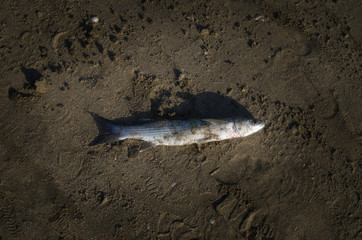 Dead fish on the beach. Water pollution concept Caspian Sea
