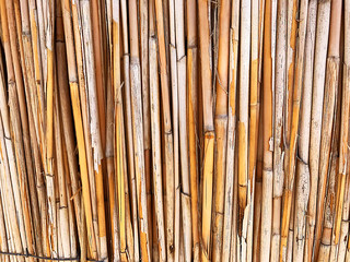 Background of dried reeds.