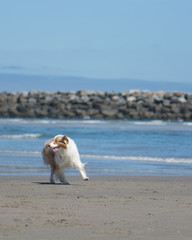 Australian Shepherd Dog Playing on the Beach