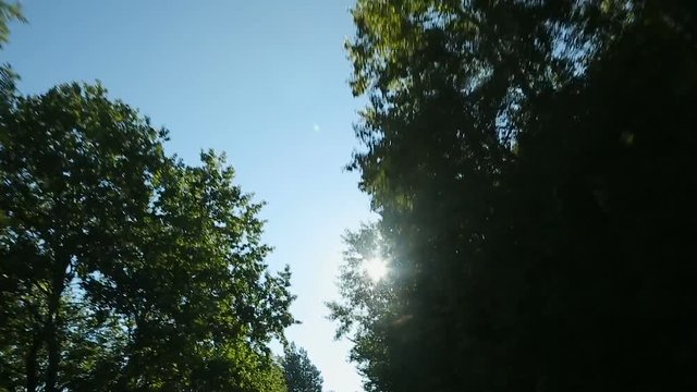 Line formed by canopies of tree, sun seen through leaves, upview from moving car