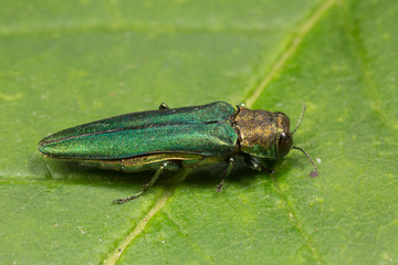 Agrilus planipennis / Emerald Ash Borer