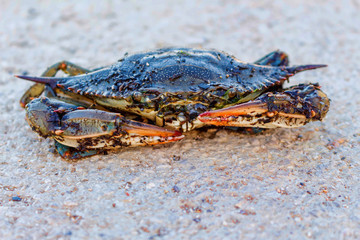 Crab with red pinchers close up at beach. Corfu island, Greece