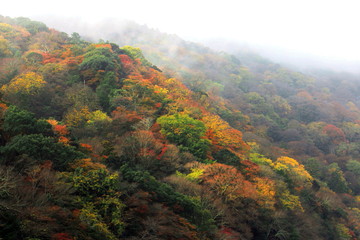 京都＜霧にむせぶ紅葉の嵐山＞