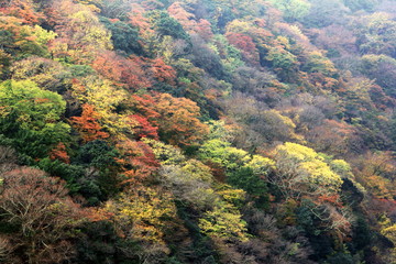 京都＜霧がたなびく紅葉の嵐山＞