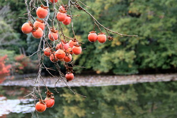 京都＜晩秋の柿＞