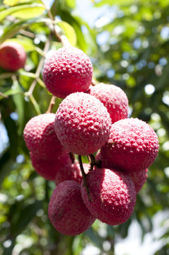 レイシ（ライチ）の実