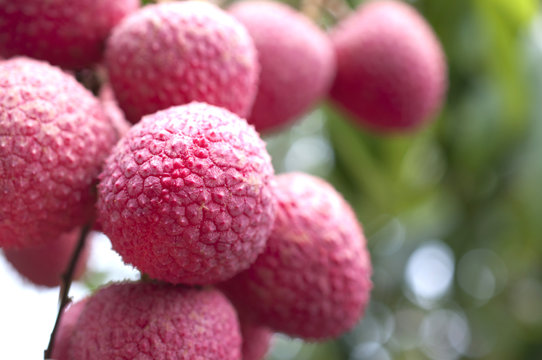 レイシ（ライチ）の実