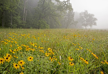 Cades Cove field covered with Black Eyed Susans.