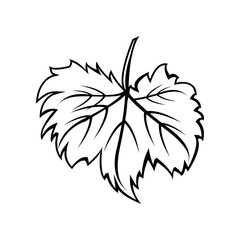 wine leaf. Illustration for label, card, menu decoration covers
