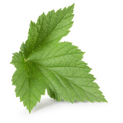 Fototapeta na wymiar currant leaf isolated on a white background