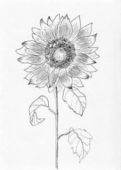 Obraz premium sunflower sketch