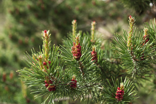 Blooming spruce