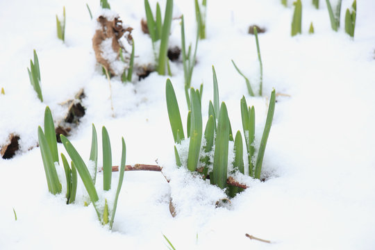 Small Daffodils In The Snow