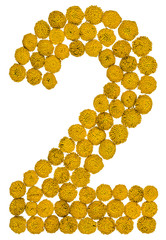Arabic numeral 2, two, from yellow flowers of tansy, isolated on white background