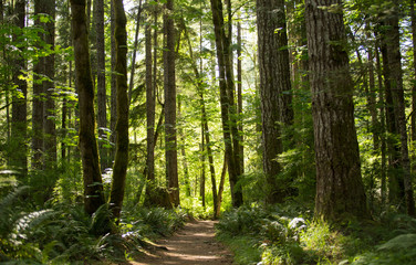 Path in the woods