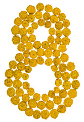 Arabic numeral 8, eight, from yellow flowers of tansy, isolated on white background